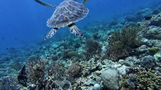 A Green sea turtle swimming underwater