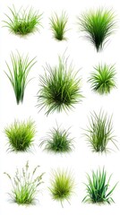 A Diverse Collection of Lush Green Grass Varieties, Perfect for Nature-Inspired Designs and Illustrations