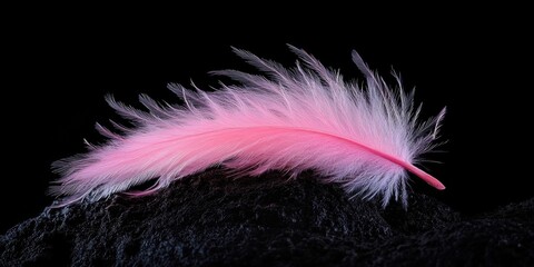 Pink feather on rock