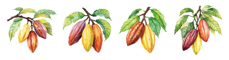 Watercolor set of cocoa tree branches with beans png. Cocoa beans on a tree branch with green leaves. Concept of growing cocoa for chocolate. Watercolor botanical illustration.