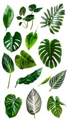 Naklejka premium A Captivating Collection of Vibrant Tropical Leaves, Nature's Exquisite Art, A Fresh and Lush Floral Display, Perfect for Home Decor and Garden Inspiration