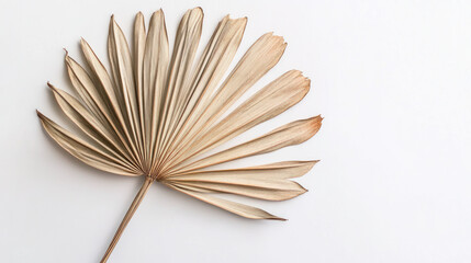 A dried palm leaf with gently arched segments and visible texture, positioned diagonally on a white background for artistic impact."