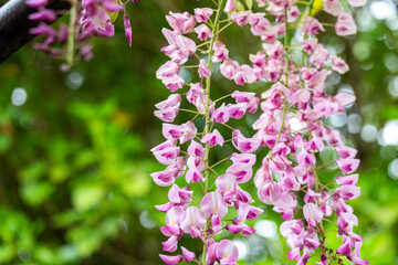 緑の背景に映えるピンクの藤の花