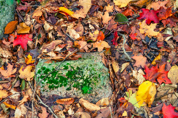 Colorful Leaves on the Ground During Foliage Season, a Stunning Autumn Scene