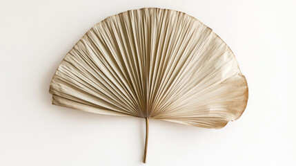 A large, fanned dried palm leaf showing fine texture and natural imperfections, centered on a crisp white backdrop."
