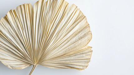 A natural dried palm leaf with subtle tonal variations and detailed ridges, displayed on a clear white backdrop