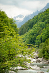 Fototapeta premium Swiss Alps valley with a mountain river in the foreground and snow covered mountain peaks in the background, forest covered mountains