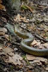 Curved Aesculapian snake (Zamenis longissimus) sliding in grass with its sharp tongue out looking away from the camera, Switzerland