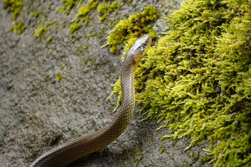 Curved Aesculapian snake (Zamenis longissimus) going up moss covered rock, Switzerland
