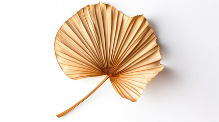 A perfectly shaped dried palm leaf with a soft curve and visible veins, placed elegantly on a bright white background