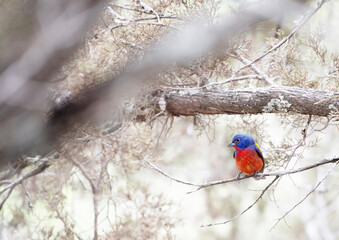 Late snow in springtime challenges the Painted Buntings.