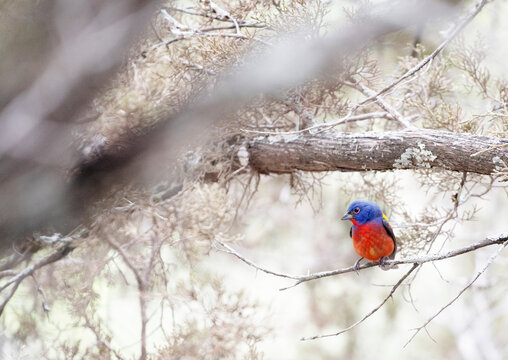 Late snow in springtime challenges the Painted Buntings.