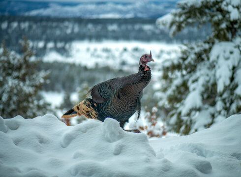 Turkey looking for food in the dead of winter.