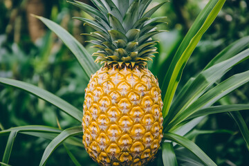 Obraz premium Ripe pineapple's outer skin, textured, spiky surface, Close-up shot