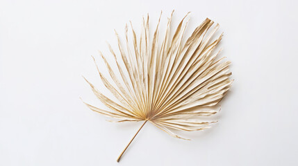 An asymmetrical dried palm leaf with intricate veins and soft golden hues, laid flat on a bright white surface for focus.