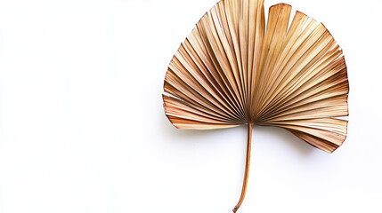 An elegant dried palm leaf with finely detailed veins and a warm earthy color, set against a stark white backdrop for contrast