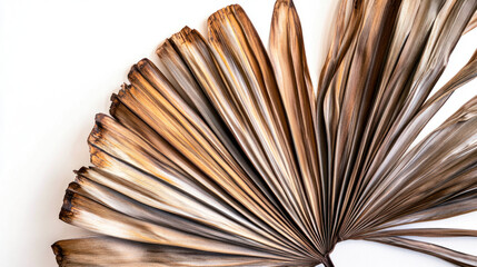 An intricate dried palm frond fanned out with striking detail, its warm brown tones contrasted against a bright white background