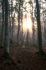 Foreste Casentinesi National Park, Badia Prataglia, Tuscany, Italy, Europe. Backlight in the woods with sun rays in the mist.