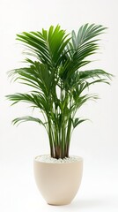 Stunning Indoor Palm Plant in a Beige Pot - A Tropical Oasis for Your Home
