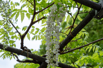 新緑の中で揺れる白い藤の花