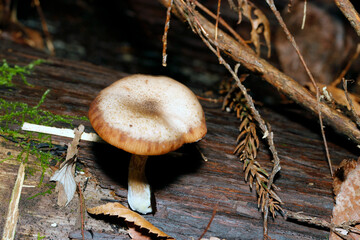 杉の朽木にドーナッツ型の茶と白のナラタケ属キノコ（自然光+ストロボマクロ接写）