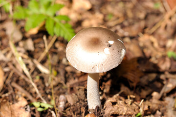 明るい雑木林の土壌にテングタケ科ツルタケキノコ（晴天下マクロ撮影）