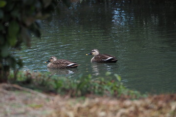 池を泳ぐ鴨
