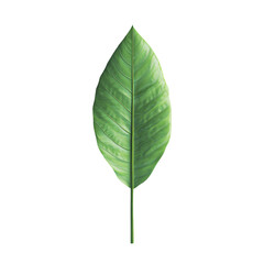 Obraz premium a green leaf on a transparent background