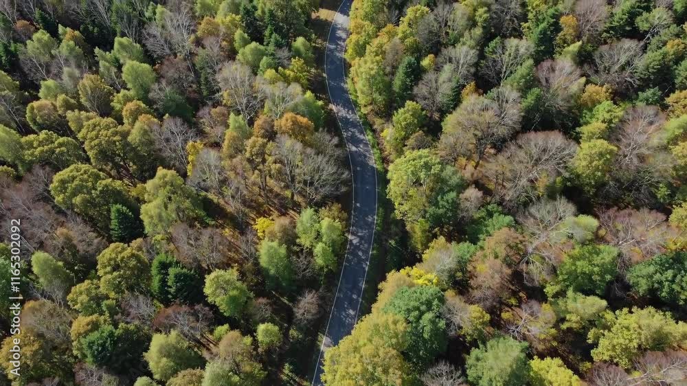 Aufkleber exploring the winding road through vibrant autumn foliage in a serene forest setting