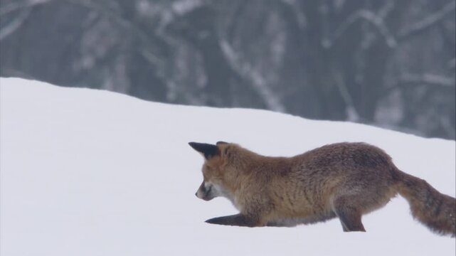 fox jumps after mouse in the snow