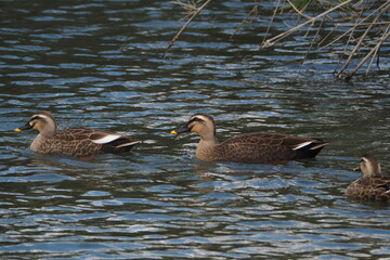 池を泳ぐ鴨