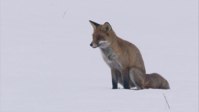 fox sits in the snow and defecates
