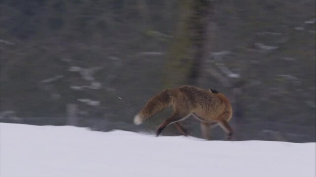 fox in the snow gets scared and runs away