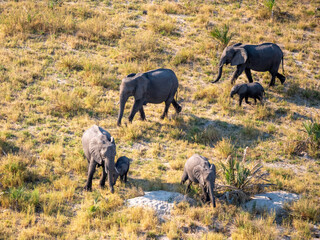 Fototapeta premium Small herd of elephants in the Okavango Delta in Botswana.