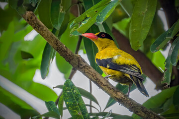 Black-naped Oriole or ( burung Kepondang ).