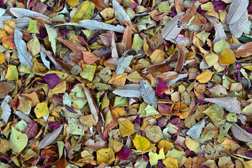 様々な色の落葉が集まった景色