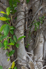 Close-Up of Banyan Tree with Detailed Leaves and Roots 