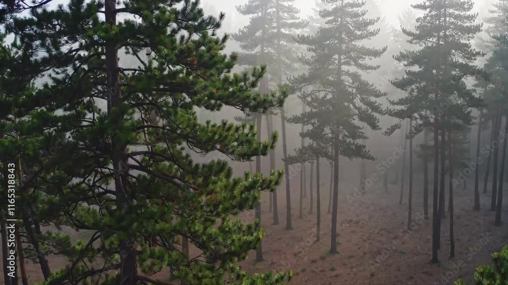 Poster Mysterious fog envelops forest landscape creating an enchanting atmosphere in tranquil nature setting