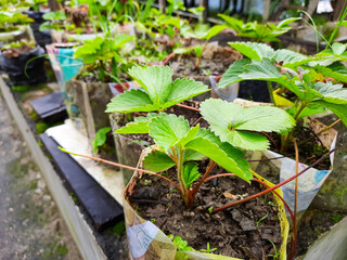 Strawberry Plants in Recycled Plastic Containers for Sustainable Farming