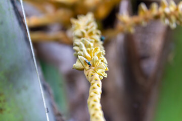 Close Up of Coconut Flower Petals on the Tree