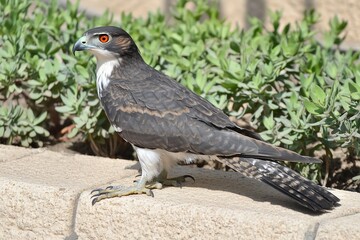 Fototapeta premium Dark-grey hawk perched on light stone, near green bushes.