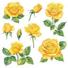 Set of yellow rose illustrations with leaves.
