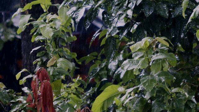 In the forest, heavy rain sprays leaves, drenching lush green canopy