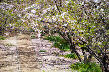 箕面船場阪大前周辺の春の風景