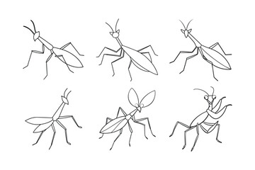 Chinese Mantis (Tenodera aridifolia) insect design, labeled line art vector illustration.