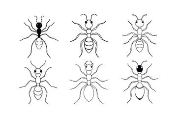 Obraz premium Velvet Ant (Mutillidae) insect design, labeled line art vector illustration.