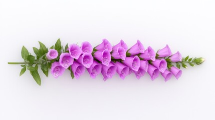 A delicate arrangement of pink foxglove flowers on a white background.
