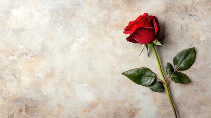 Captivating red rose nature setting floral still life earthy background close-up perspective beauty concept