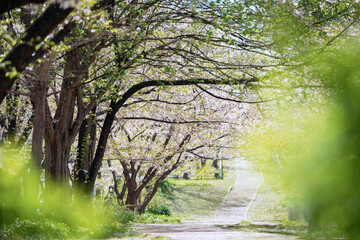 Obraz premium 箕面船場阪大前周辺の春の風景