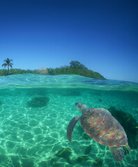 Obraz premium a sea turtle on a reef on a caribbean island